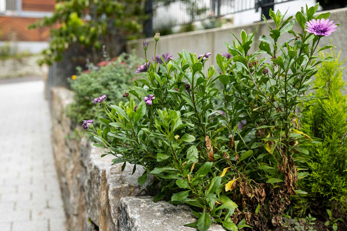 Klingels Gartenbau Hochbeet mit Pflanzen